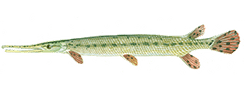 Longnose Gar